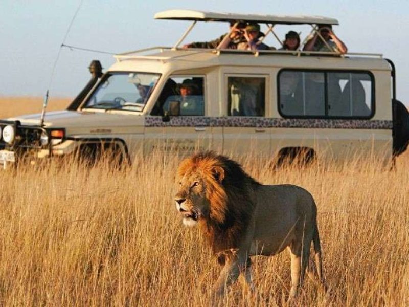 safari-vehicle-2-1024x572